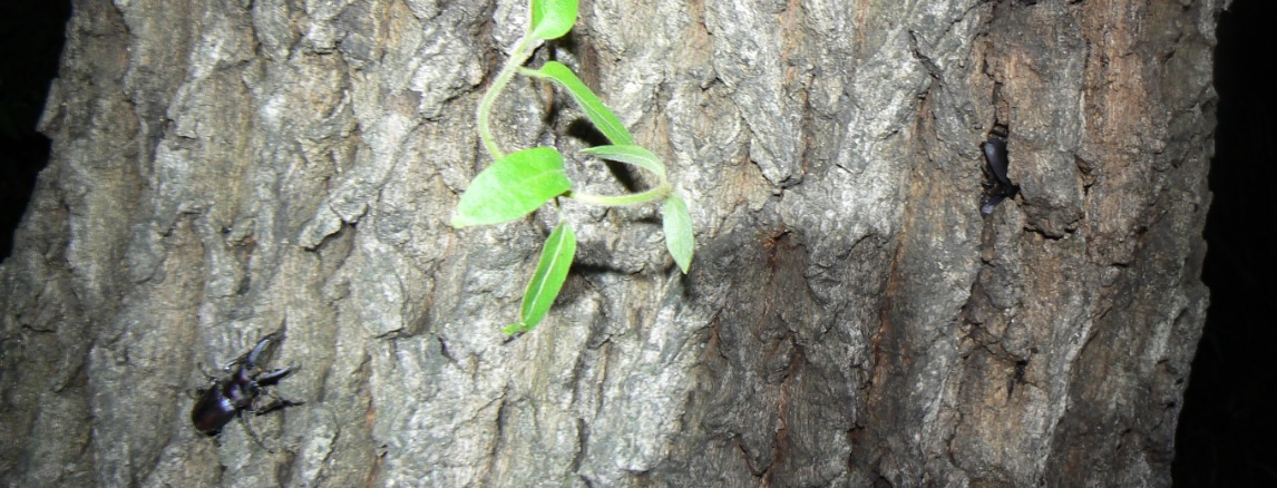 団地前のクヌギ_6_正面 洞のコクワガタペアとノコギリクワガタ1♂ 2021年5月28日19時35分頃 気温23度